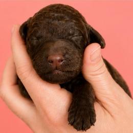 Red collar - Chocolate male Goldendoodle puppy in Christiana, Tennessee from Rechlicz Family Doodles