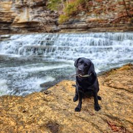 Labrador Retriever All Grown Up from KVF Labradors