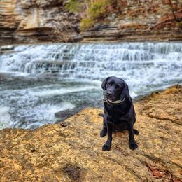 Labrador Retriever All Grown Up from KVF Labradors