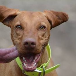 Vizsla All Grown Up from Wasatch Mountain Vizslas