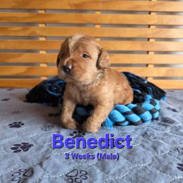 Benedict - Red male Labradoodle puppy in Genoa City, Wisconsin from Sakura Pups