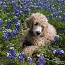 Poodle Puppies from Figz Poodles