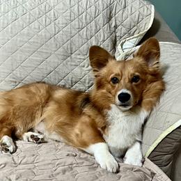 Spud - Pembroke Welsh Corgi