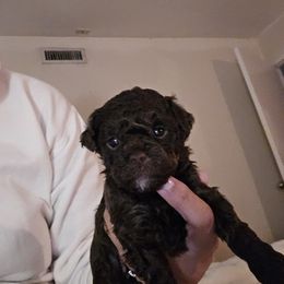 Boy 2 - Apricot male Poodle puppy in Plano, Texas from Southern Family Kennel