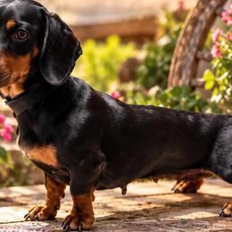 Dachshunds and Perro de Presa Canarios from Mesquite Creek Kennels