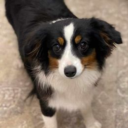 Toy Australian Shepherd puppies from River Hill Ranch