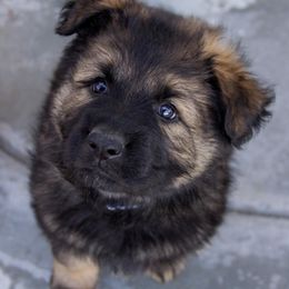 German Shepherd Puppies from Journey's German Shepherds (Kennel Vom Himmel)