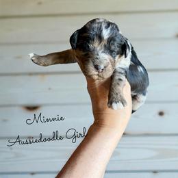 Minnie Mouse - Blue merle female Aussiedoodle puppy in Grove, Oklahoma from Guinn Family Farms
