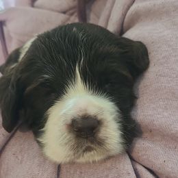 English Springer Spaniel Puppies from Rocky Top Springer Spaniels