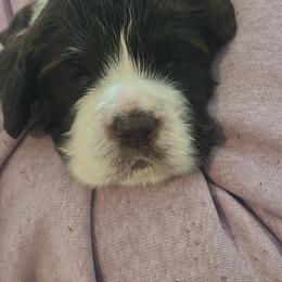 English Springer Spaniel Puppies from Rocky Top Springer Spaniels