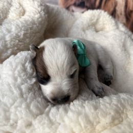 Peeps - Blue speckled Australian Cattle Dog puppy in Tucson, Arizona from Soqui Ortiz Cattle Ranch