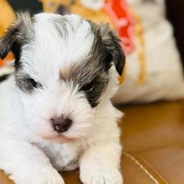 Dalmatians and Miniature Schnauzers from Bayou Schnauz and Dals