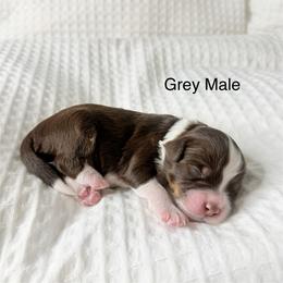 Gray collar male - Red tri-color male Assorted Doodle Crosses puppy in Springville, Utah from JW Doodles