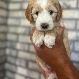 Ivy - Red female Aussiedoodle puppy in Nephi, Utah from Peachydoodlepups