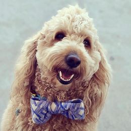 Goldendoodles from Doodles of NC