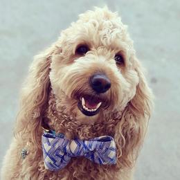 Goldendoodles from Doodles of NC