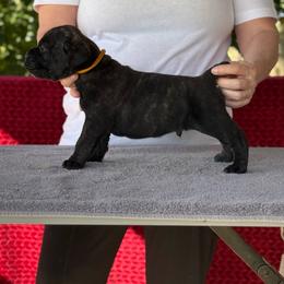 Yellow Collar R - Black brindle male Cane Corso puppy in Paris, Texas from Knucklehead Cane Corso