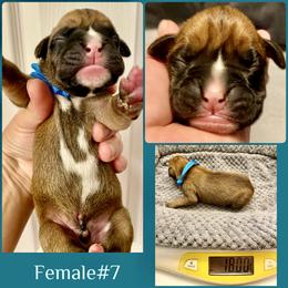 Teal - 7th born - Fawn female Boxer puppy in Brownsville, Oregon from Vincent's Pride Boxers ~ Dudley's Dream Boxers
