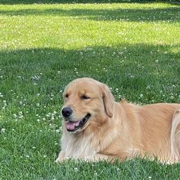 Betty - Golden Retriever