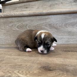 Cosmo (Fluffy) - Sable male Pembroke Welsh Corgi puppy in Phelan, California from Desert Sunset Pembroke Welsh Corgis