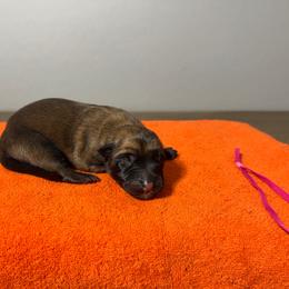 Ahsoka (Hot Pink) - Mahogany female Belgian Malinois puppy in Buckeue, Arizona from Légende Vivante Du Chief Kennel