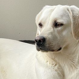 Indie - Labrador Retriever