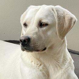 Indie - Labrador Retriever