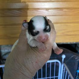 Emmas boys - Chocolate and white male Chihuahua puppy in Red Bluff, California from Aye Chihuahua