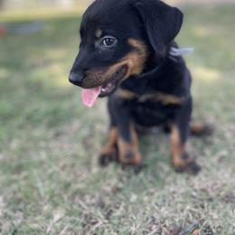 Beauceron and Doberman Pinscher Puppies from Elitehaus