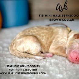 Bernedoodle Puppies from Starlight Bernedoodles