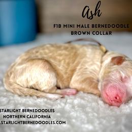 Bernedoodle Puppies from Starlight Bernedoodles