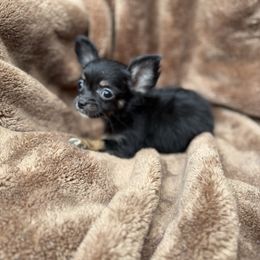 Baron - Merle male Chihuahua puppy in Brooklyn, New York from Cuties 4 You
