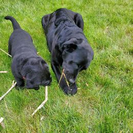 Labrador Retriever Puppies from Freedom Labradors