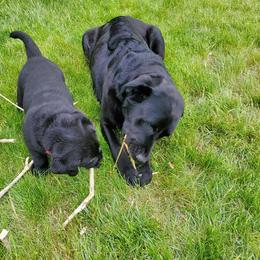 Labrador Retriever Puppies from Freedom Labradors