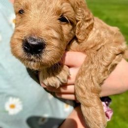 "White (male)" Goldendoodle Puppies from Goshen Doodles