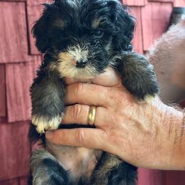 Ranger - Tri-color male Bernedoodle puppy in Campbellsville, Kentucky from Blue Belle Hills Bernedoodles