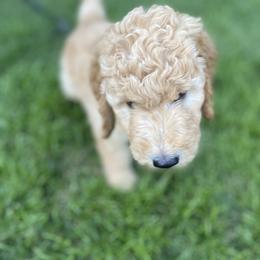 Goldendoodle Puppies from Dhalia’s Doodles