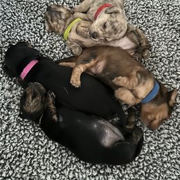 Dachshund Puppies from King Funny Farm