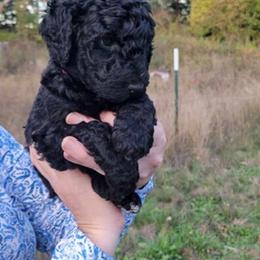 Aussiedoodle and Poodle Puppies from Aussiedoodles by Maggie
