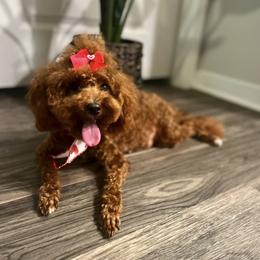 Zara - Poodle