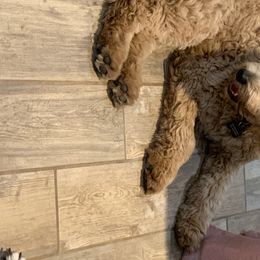 Tilly - Goldendoodle