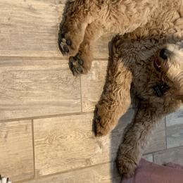 Tilly - Goldendoodle