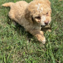 Bernedoodle Puppies from Bundren Farms