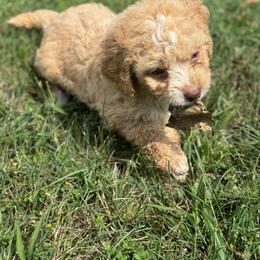 Bernedoodle Puppies from Bundren Farms