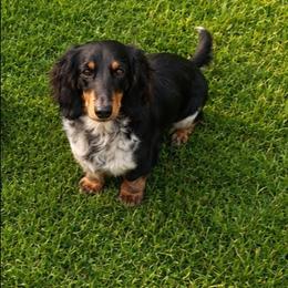 Dash - Dachshund