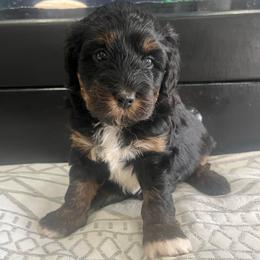 Blossom-Pink girl - Black and tan female Companion Cross puppy in Calimesa, California from Teakwoodpoodleofsocal