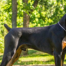 Cocker Spaniels and Doberman Pinschers from Tamra's