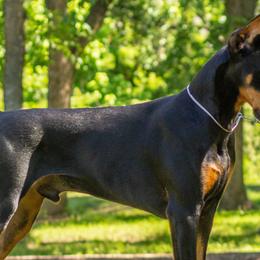 Cocker Spaniels and Doberman Pinschers from Tamra's