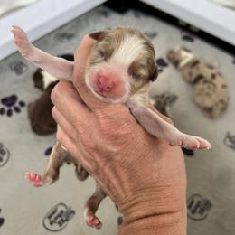 Rmm 2 - Red merle male Australian Shepherd puppy in Magee, Mississippi from Paint ByNumbers Ranch