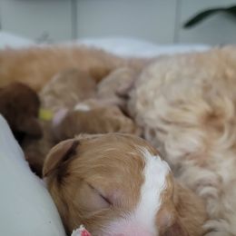 French Bulldog and Goldendoodle Puppies from Good Vibes Puppies